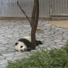 元気でね、桜浜と桃浜。