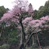 2021.03.22 福智山-虎尾桜