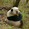 中国・陝西省　道で野生のパンダに遭遇