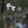 千波湖畔の冬桜・・