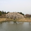 花園の　しだれ桜・・