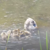 今年も川にカルガモ親子がやってきてますね！！今年初めて池で生まれたカルガモ親子が生まれるまで『嗚呼!!みんなの動物園』