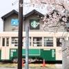 【2024】春爛漫！桜舞う京都の風景に酔いしれる🌸