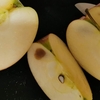 カタログギフトではじめて外れリンゴに当たった
