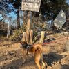 天覧山で犬の散歩（飯能）