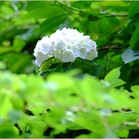 目に青葉　山…特許許可局