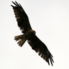 2週間ぶりの探鳥・野鳥撮影