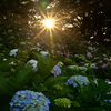 紫陽花　幸手権現堂公園