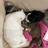 ねこ92話　GWのソファー。
