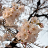 春分、花見、上野にて