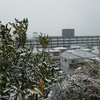 関東地方　大雪？　その２