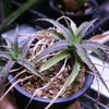 Orthophytum conquistense