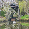 御花庭園のお池（福岡県柳川）