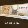 ピンポンなったときの我が家のねこ達の反応