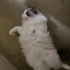 電動ボールを観察するふくちゃん