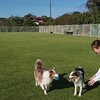 レトリーブ遊び応用編🥎🐕