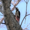 ２０２２年４月　西臼塚の散策道にて野鳥観察