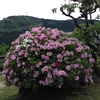 須恵町・皿山公園のつつじ