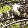 「四方山探鳥会/野鳥の会宮城県支部」で、色んな野鳥を撮影！　2/24、その２