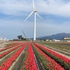 にゅうぜんフラワーロード(富山県入善町)