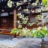 京都・西陣 - 福勝寺の御衣黄桜