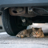 近隣繁華街のねこさん