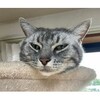 薬断固拒否猫　飼い主のアクションに、タワーの上から、冷めた目で見返す