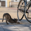 近隣繁華街のねこさん