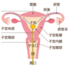 卵胞期の検査ではいったい何が分かるの？