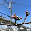 桜はまだ咲かないかな？