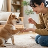 柴犬のしつけは難しい？子犬期から始める信頼関係の作り方