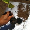 黒ポット苗の植えつけの手間について考察する