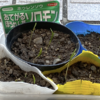 室内栽培　【ほうれん草が発芽】