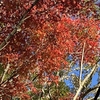 法華岳公園と川　冬ですねえ・・・