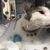 猫のリンパ腫とは？チビが罹患したリンパ腫について【執刀医の見解、詳細】