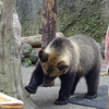 火山と湖と美味いもの：北海道旅行4日目はクマーーとアイヌ