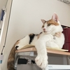 私と猫のダイエット報告_(-ω-｀｡) ★