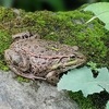 1年振り、ウチの池にヘビちゃん(←トウキョウダルマガエル)が戻ってきた！