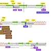 タンパク質構造にもとづくEGFR変異の新しい分類