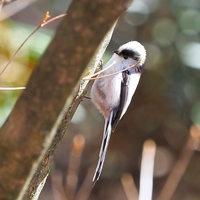 エナガさんに逢いたい