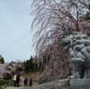 2012和宏花巡礼「木屋平の桜」　桜の元に集う