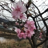 河津の桜は咲いてますね。