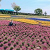 別府旅行；くじゅう花公園