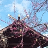 梅の花など　髙萩八幡宮