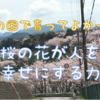 桜が人を幸せにする力