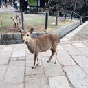 さっぷの奈良日和