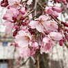 お花見パトロール-3　枝垂れ桜