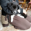 保護子犬『うに』を譲渡しました