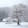 雪 の 里 3