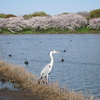 花博記念公園鶴見緑地　桜　大阪府　大阪市鶴見区